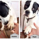 Servetele Umede Animale Pet 123905 LifeStyle 1000x1000 1